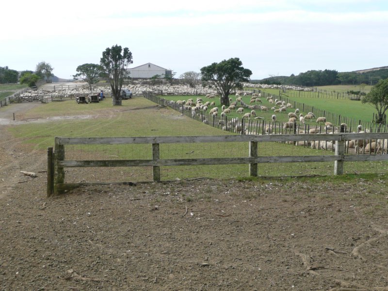 sheepfarm.jpg
